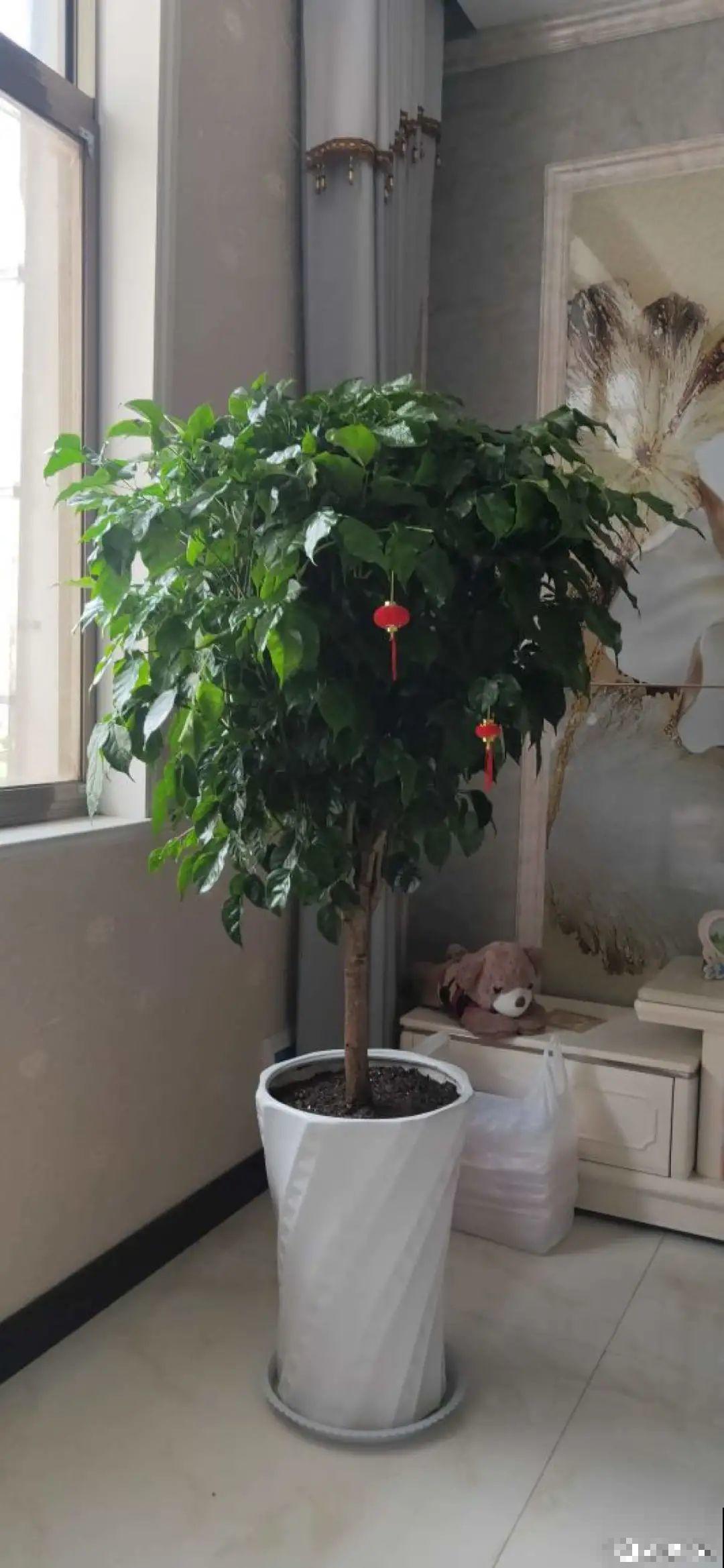 家里养盆它,变成绿色小森林,净化空气变氧吧! 家里养盆它,变成绿色小森林,净化空气变氧吧!