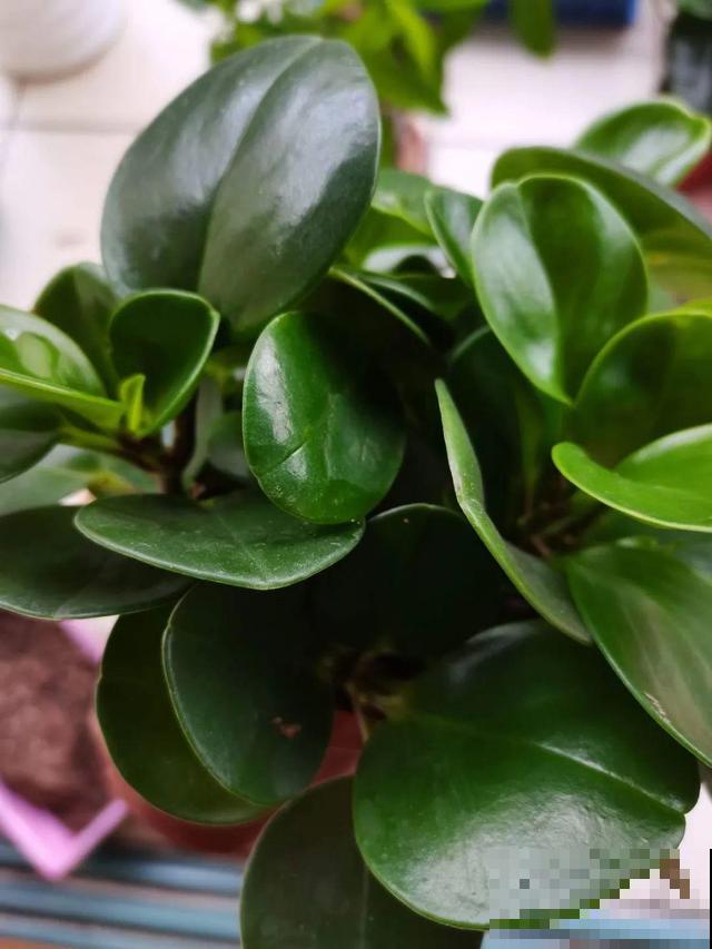 冬天就养耐阴花，没光也能开爆盆，扔角落自己疯长！