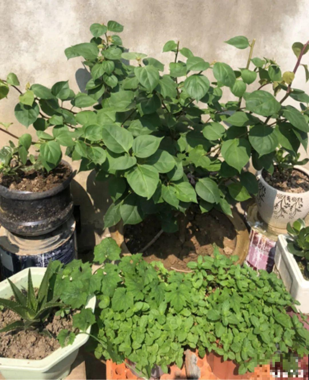 养三角梅，这几点做不对，光长叶子不开花！