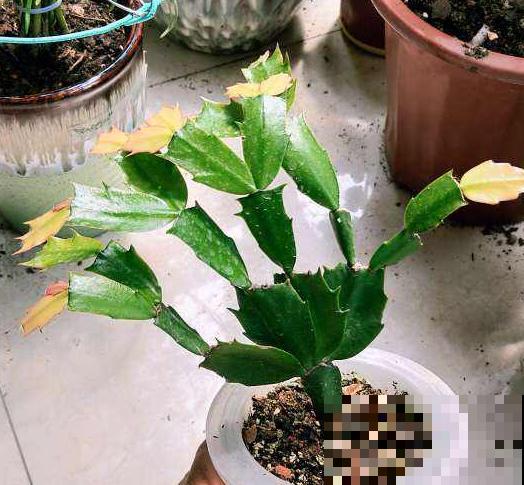 植物命名的5种方式,新奇有趣! 植物命名的5种方式,新奇有趣!