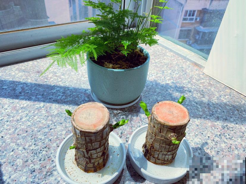 家里养盆巴西木，加点水就能冒芽，绿油油超有生机感