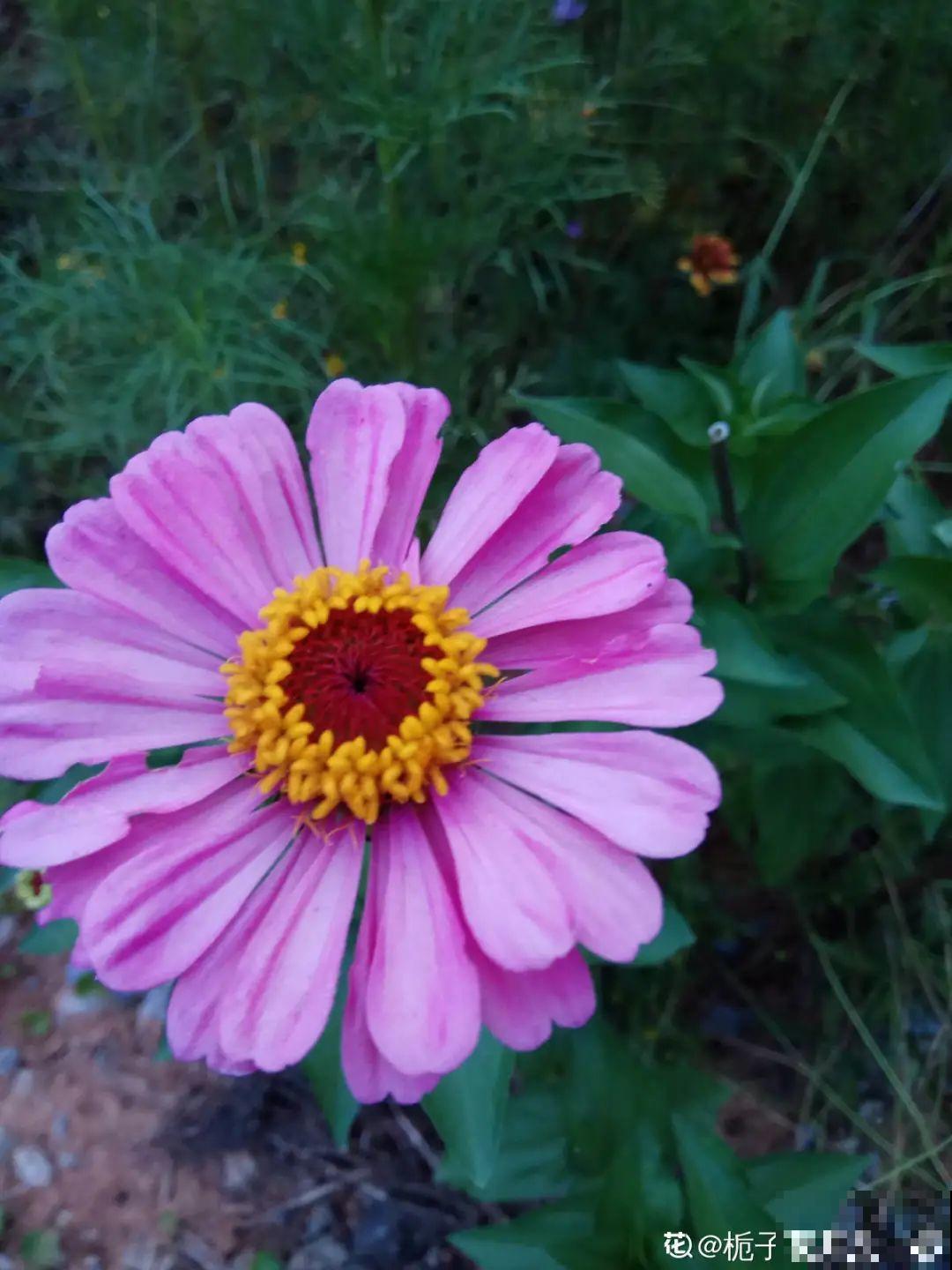 市里区一楼做个小花园,的确很美,一定要注意照顾邻居感受 市里区一楼做个小花园,的确很美,一定要注意照顾邻居感受