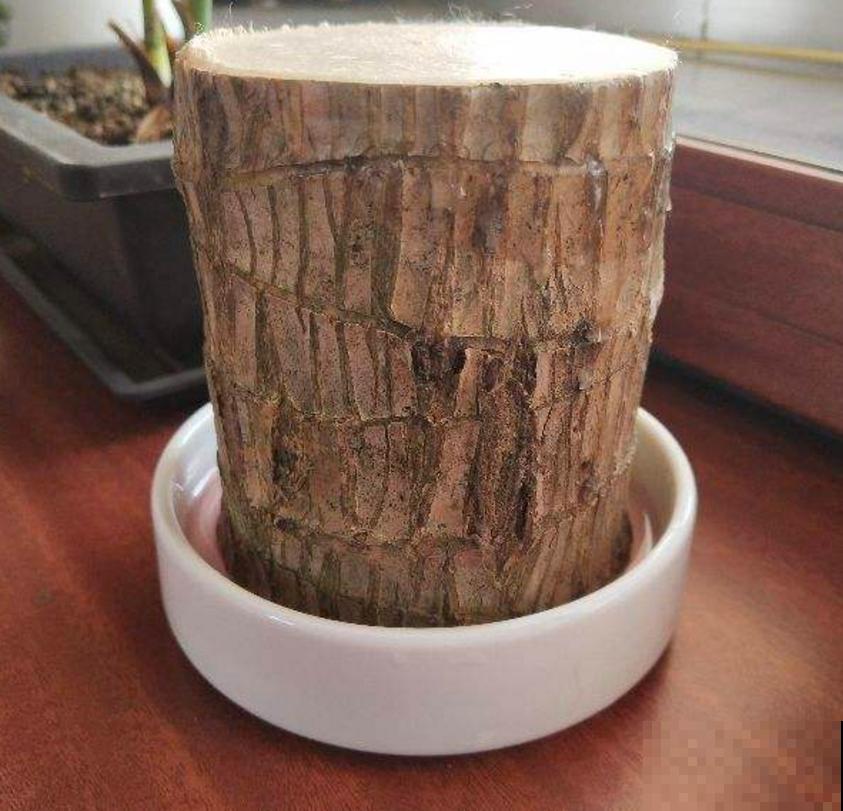 格鲁特小木桩太火，小木桩泡水里，嗖嗖冒出绿叶子！