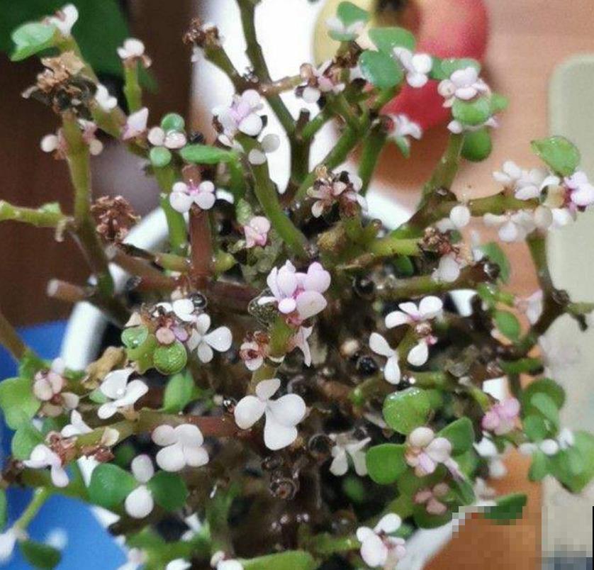 买到药锦怎么办？狠心切一切，还是一棵好花树！