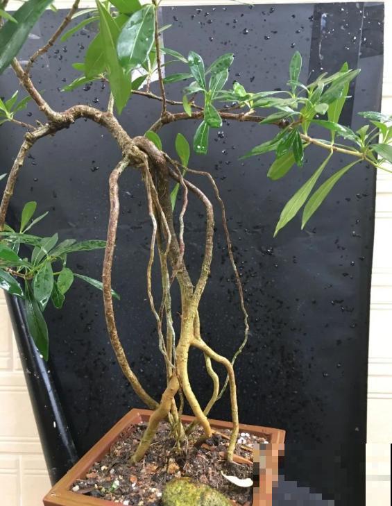 这种花就欠“拽”，没事拽拽根，变成老桩美到爆！