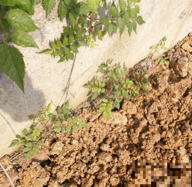 家里养了鱼腥草，吃都吃不完，泛滥了！