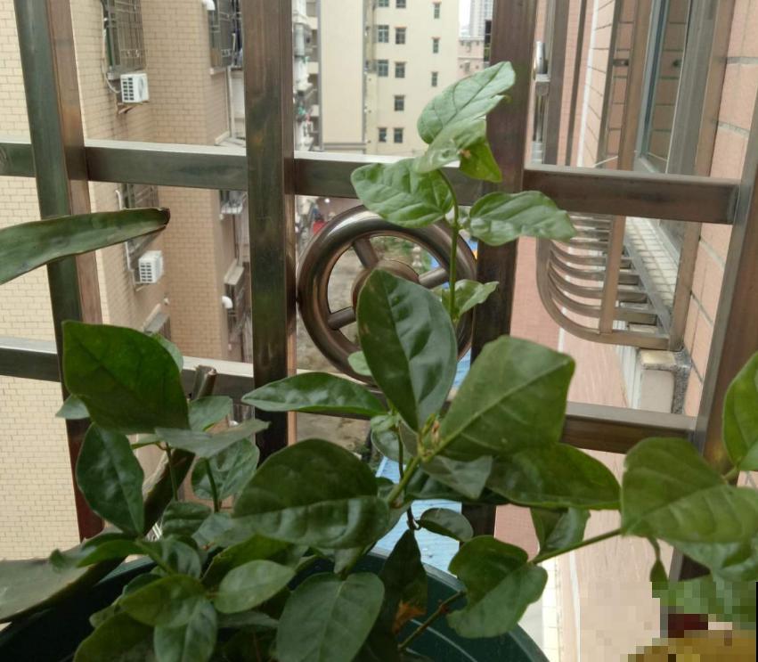 花卉保温有妙招,动一动小手,再降温也不怕! 花卉保温有妙招,动一动小手,再降温也不怕!