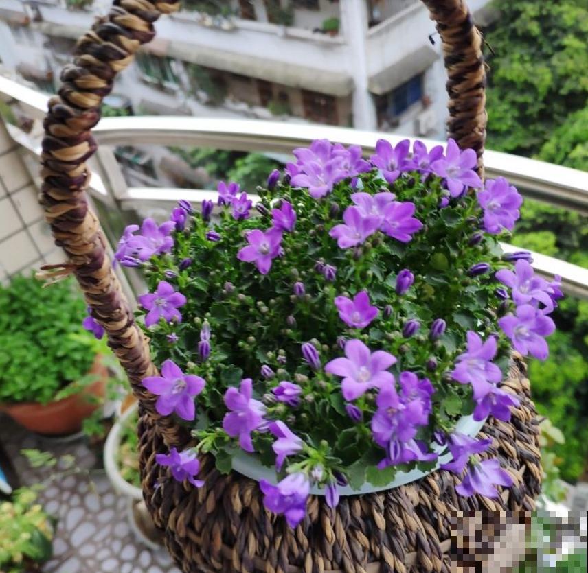 紫莹莹的丹麦风铃草，花朵像小钟，一开花就爆一大盆！