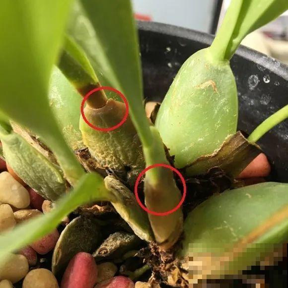 离家半个月，回来花全死了，别扔，还有救！