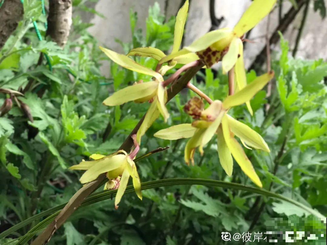 你在哪个城市，最适合养的花就是它！