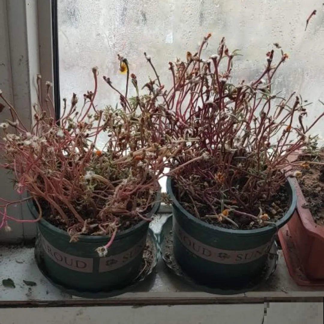 冬天休眠的花，你以为它死了，其实还活着！