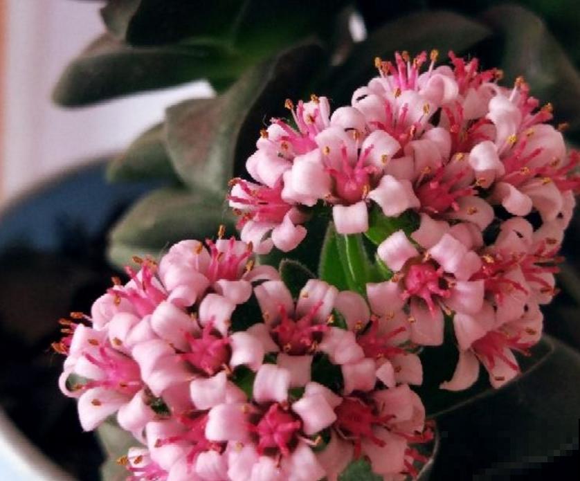 这5种多肉爱开花,花朵还极美,没见过亏大了! 这5种多肉爱开花,花朵还极美,没见过亏大了!