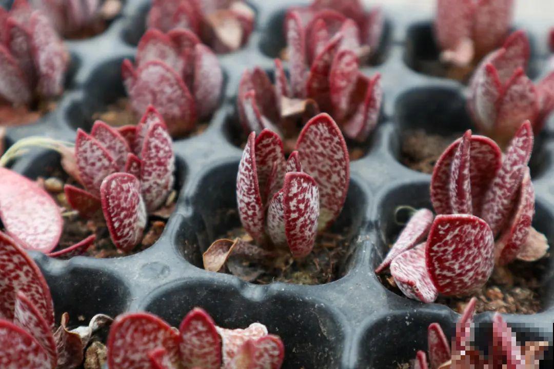 逛花市必买的花，十月入手刚刚好，不买亏大了！