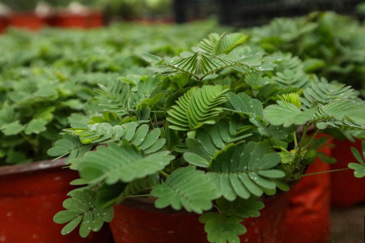 干不死的“九死还魂草”,放水里泡一泡,干草变成绿盆栽 干不死的“九死还魂草”,放水里泡一泡,干草变成绿盆栽