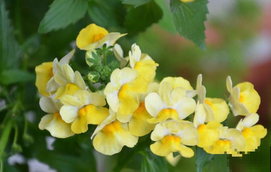秋季种棵龙面花，似翩翩蝴蝶，鲜艳又好看！