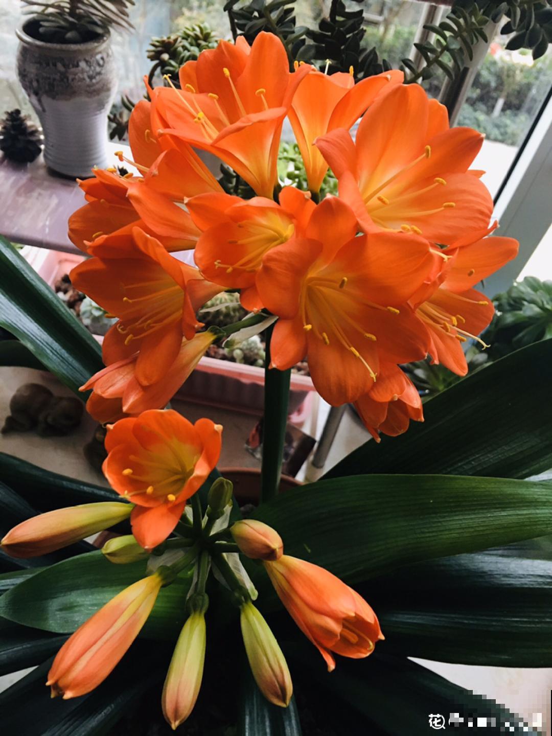 越晒越美的花，扔太阳底下晒着，红红的特好看！