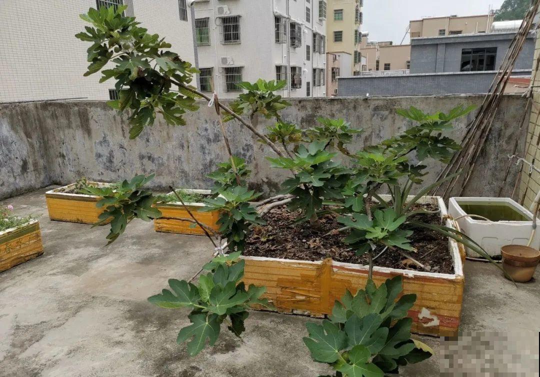 路过垃圾桶，捡走两个泡沫箱，回家扦插出了一大片花