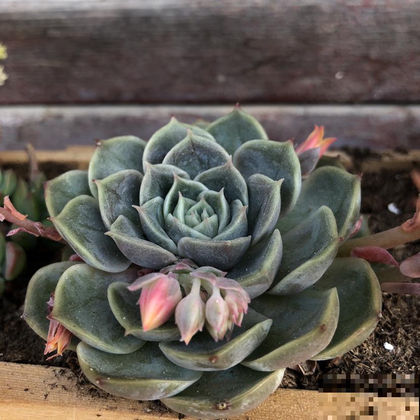 多肉开花还挺美,据说花败之后多肉必死,是真的吗? 多肉开花还挺美,据说花败之后多肉必死,是真的吗?