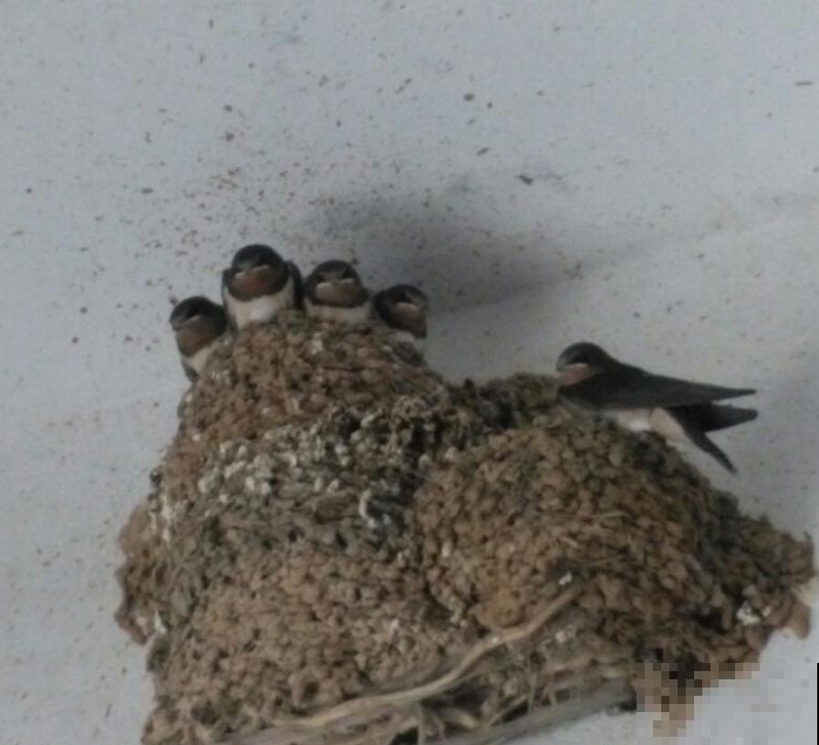 燕子窝不能戳？燕子筑巢有讲究，这么些年你做错了啥？