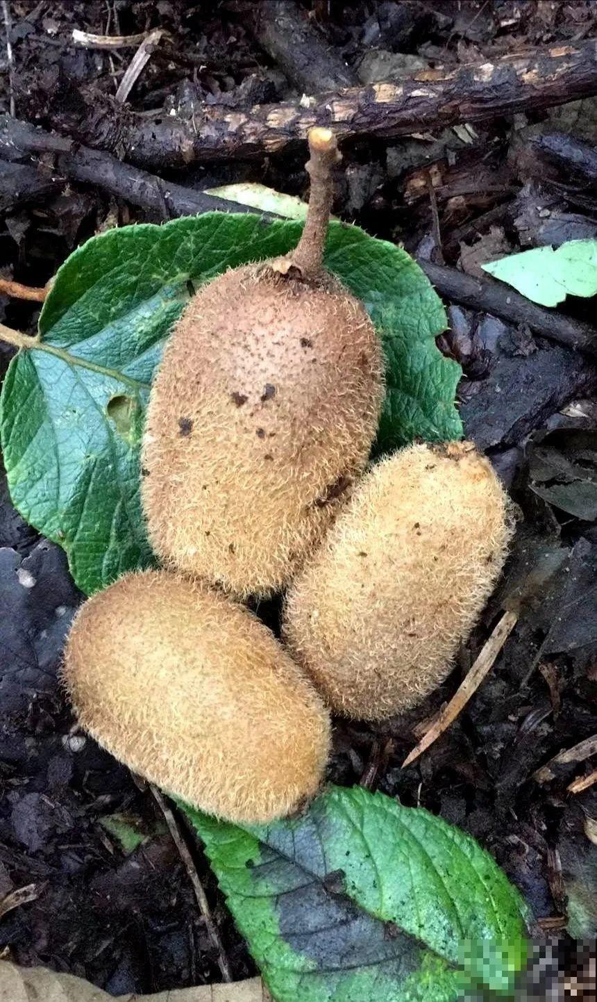 秋天野果都熟了，抓一把塞嘴里，太好吃了！