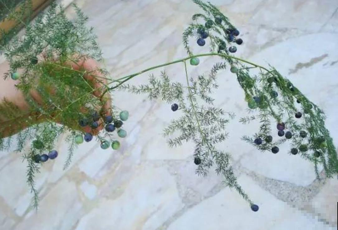 养文竹易出错的4个问题，答案在这里，看看有没有你要的！