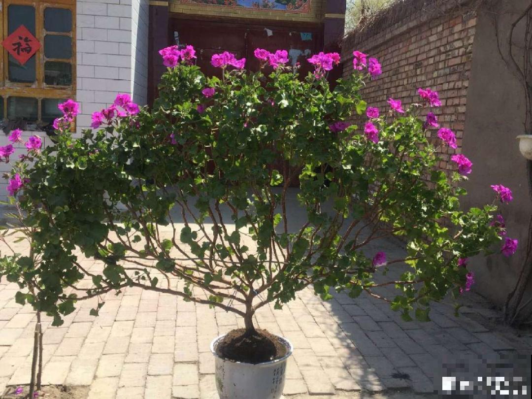 最大的长寿老桩,7年时间,养成盆景! 最大的长寿老桩,7年时间,养成盆景!