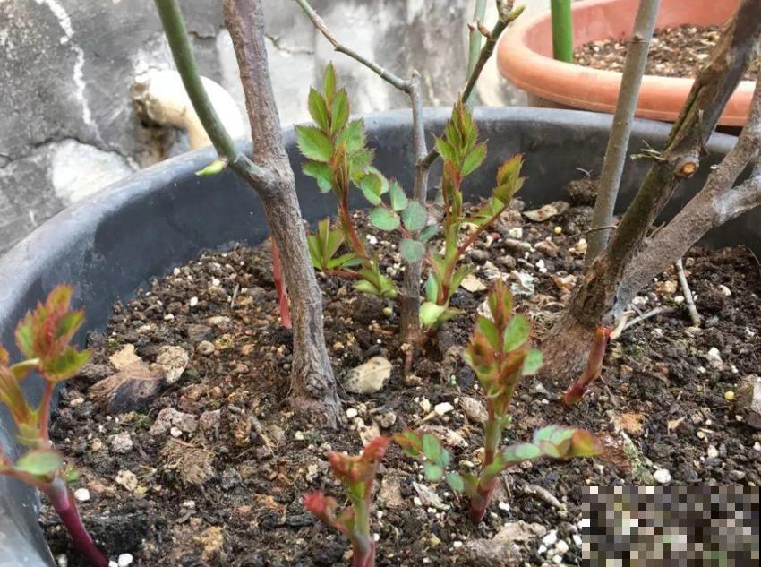 月季爆笋芽了，花友喜滋滋，先别乐，这个时期要慎重！