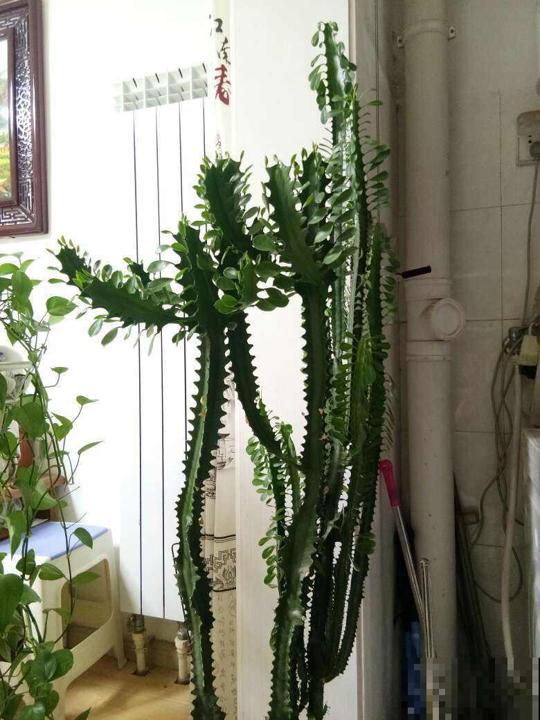 龙骨青葱翠绿，枝干苍劲挺拔，一年四季常青