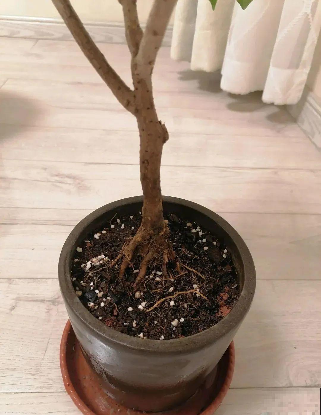 这种花就欠“拽”，没事拽拽根，变成老桩美到爆！