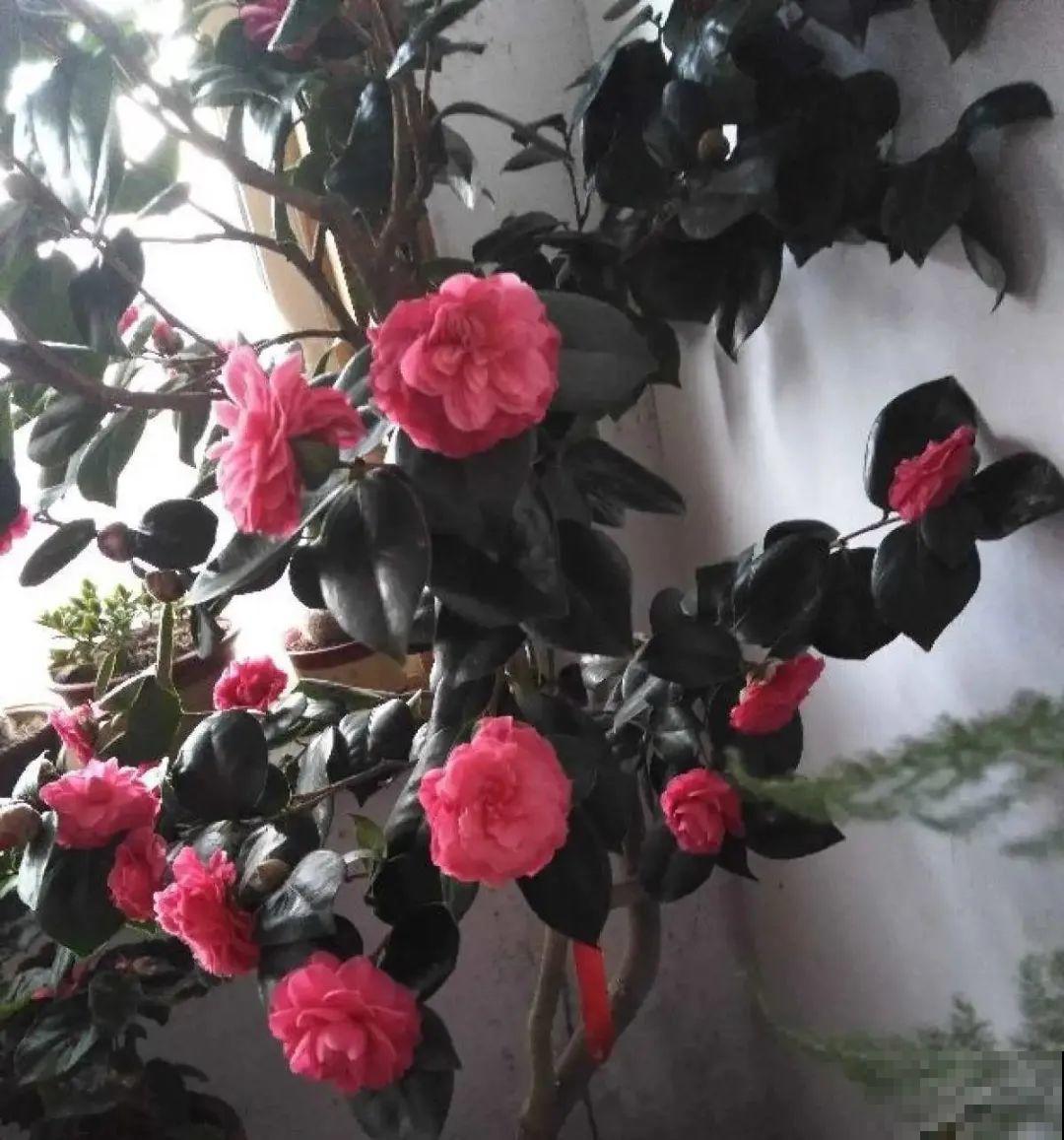 养了几十年的花，竟然是从牙签苗长起来，太辛苦！