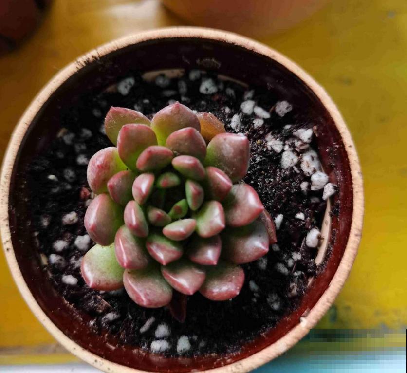 红宝石不上色?光照、水分和温度,缺一不可! 红宝石不上色?光照、水分和温度,缺一不可!