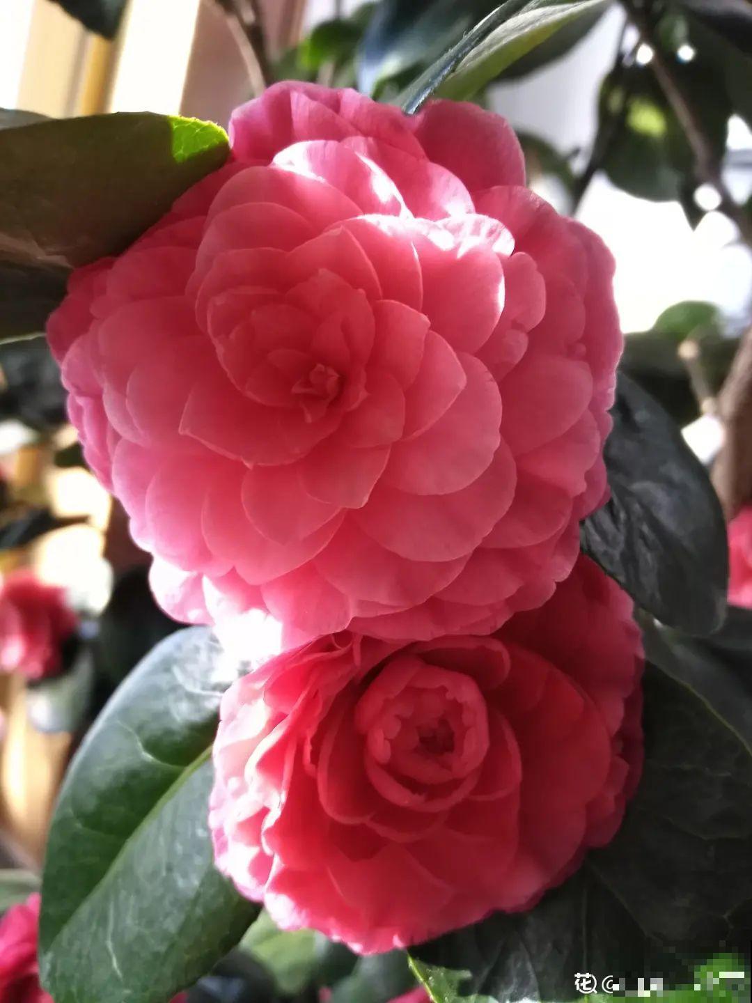 养了几十年的花,竟然是从牙签苗长起来,太辛苦! 养了几十年的花,竟然是从牙签苗长起来,太辛苦!