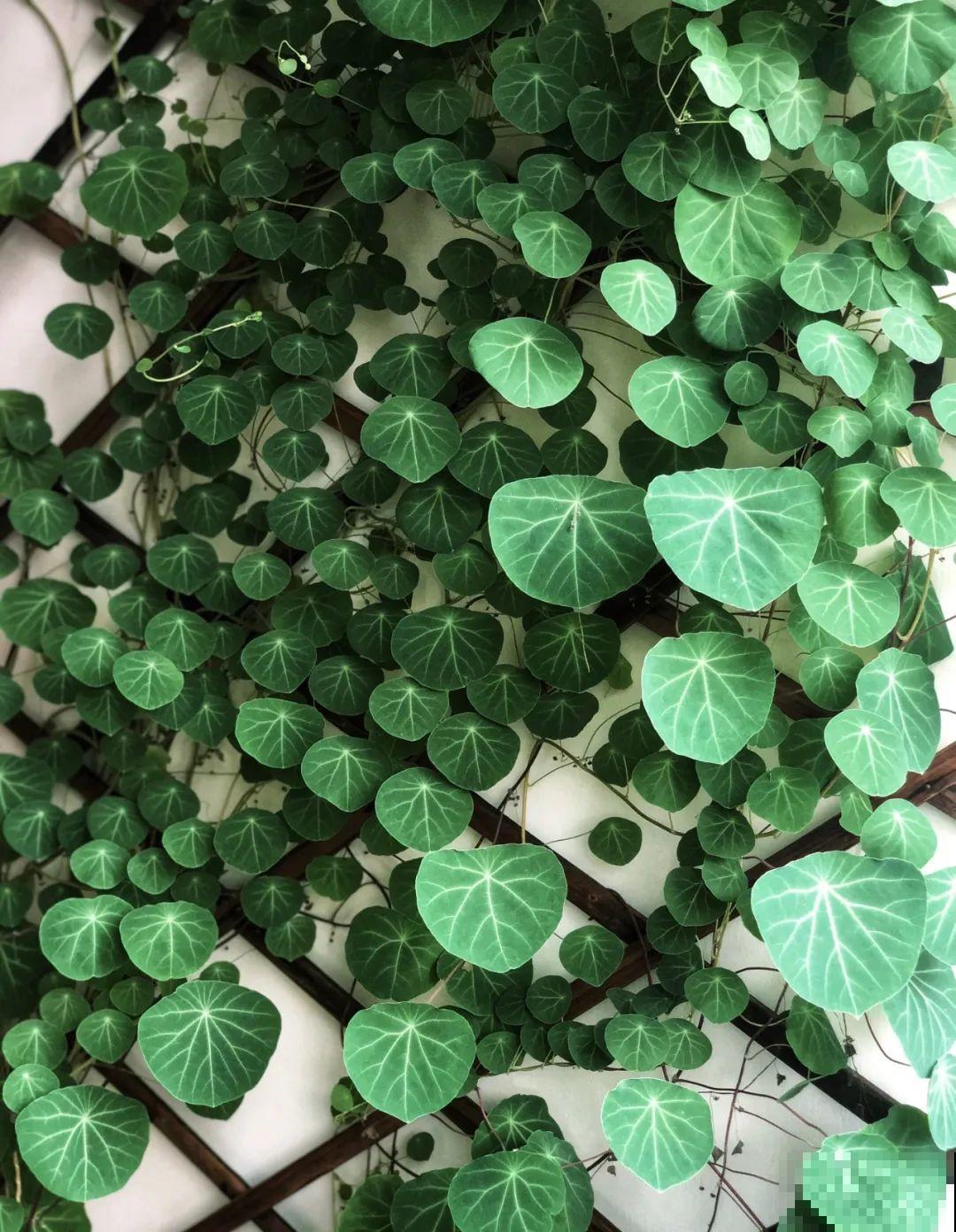 家里养棵球兰，开花漂亮，香味浓郁