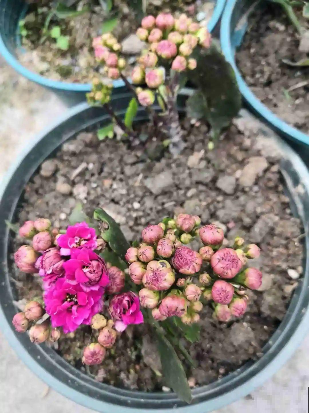 叶子被狗啃光了,还能不能活?糟心! 叶子被狗啃光了,还能不能活?糟心!