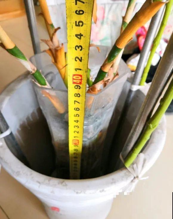 朋友送的富贵竹，长了快3米高，家里快放不下了