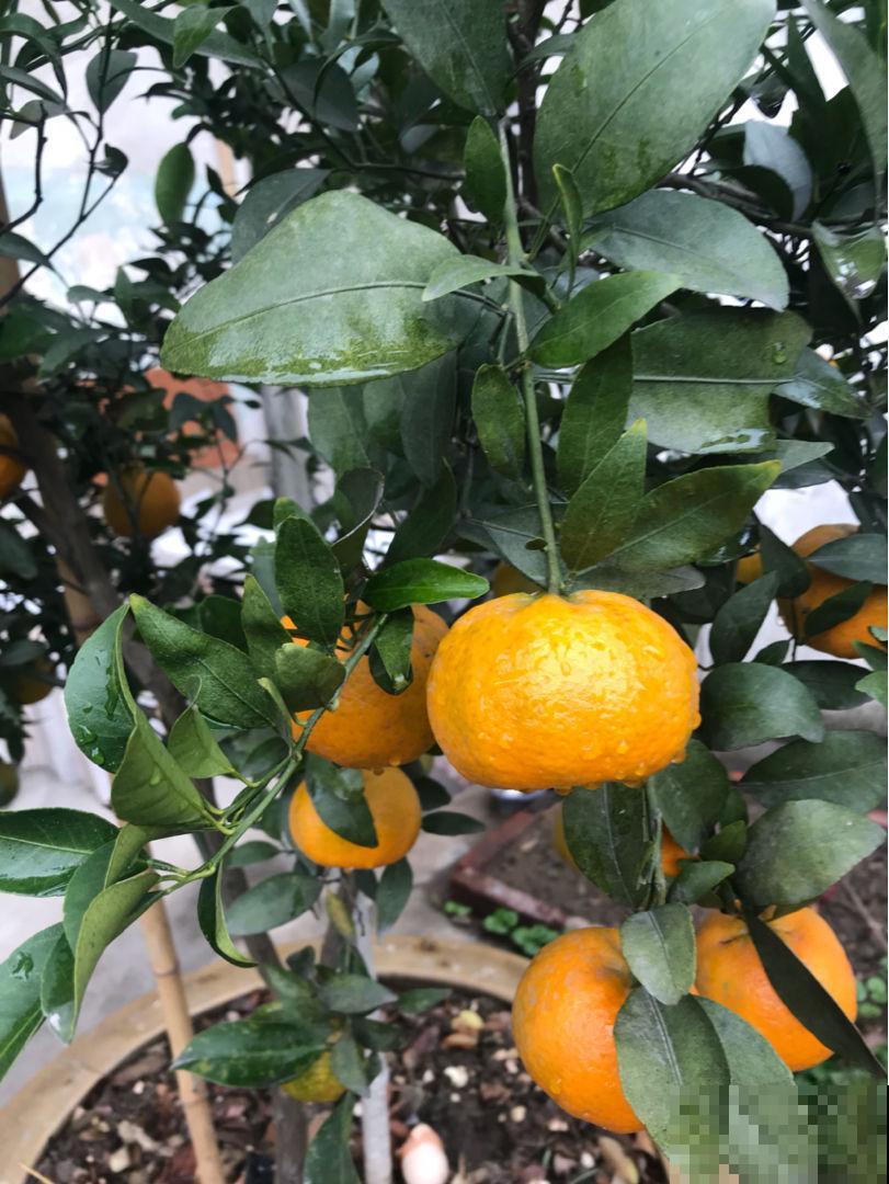 橘子外面的白丝丝，竟然有这么多好处，幸亏没丢掉