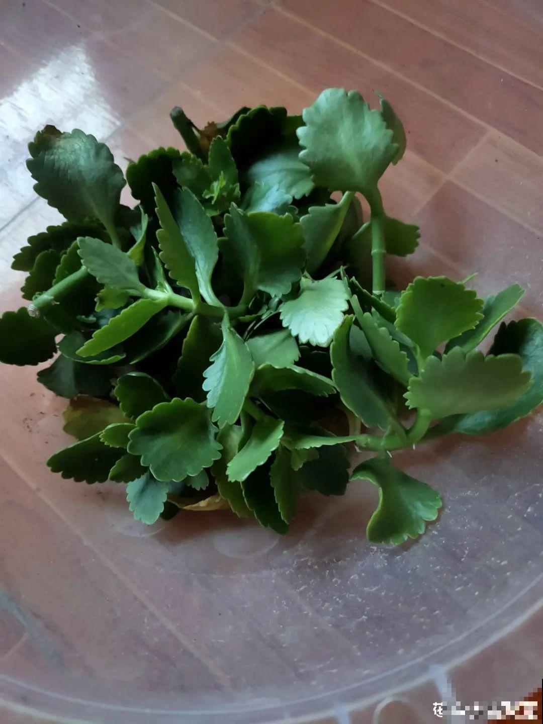 最后一波扦插，赶紧动手，天冷就不行了！