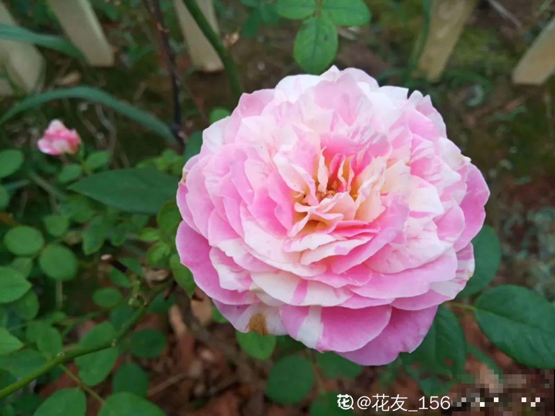 你在哪个城市，最适合养的花就是它！