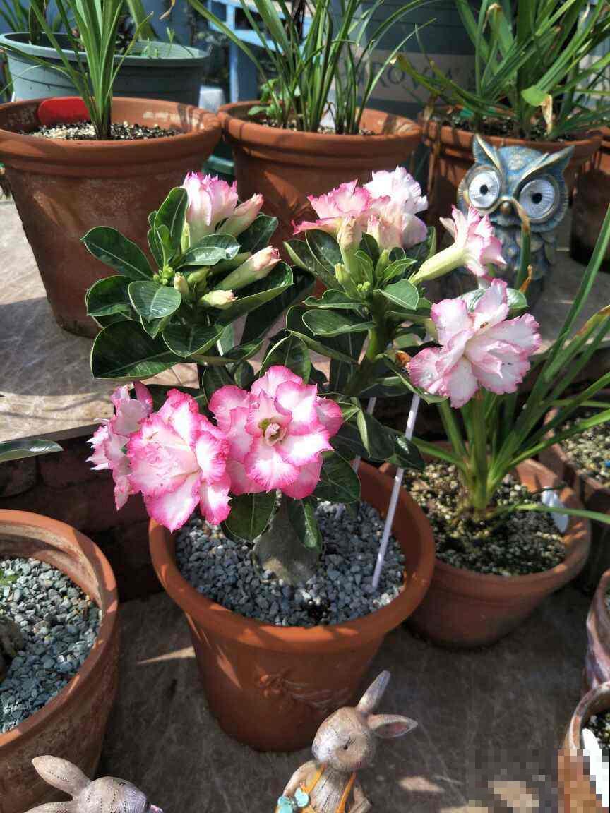 买花也有最佳入手时间，选对季节，才能养好花