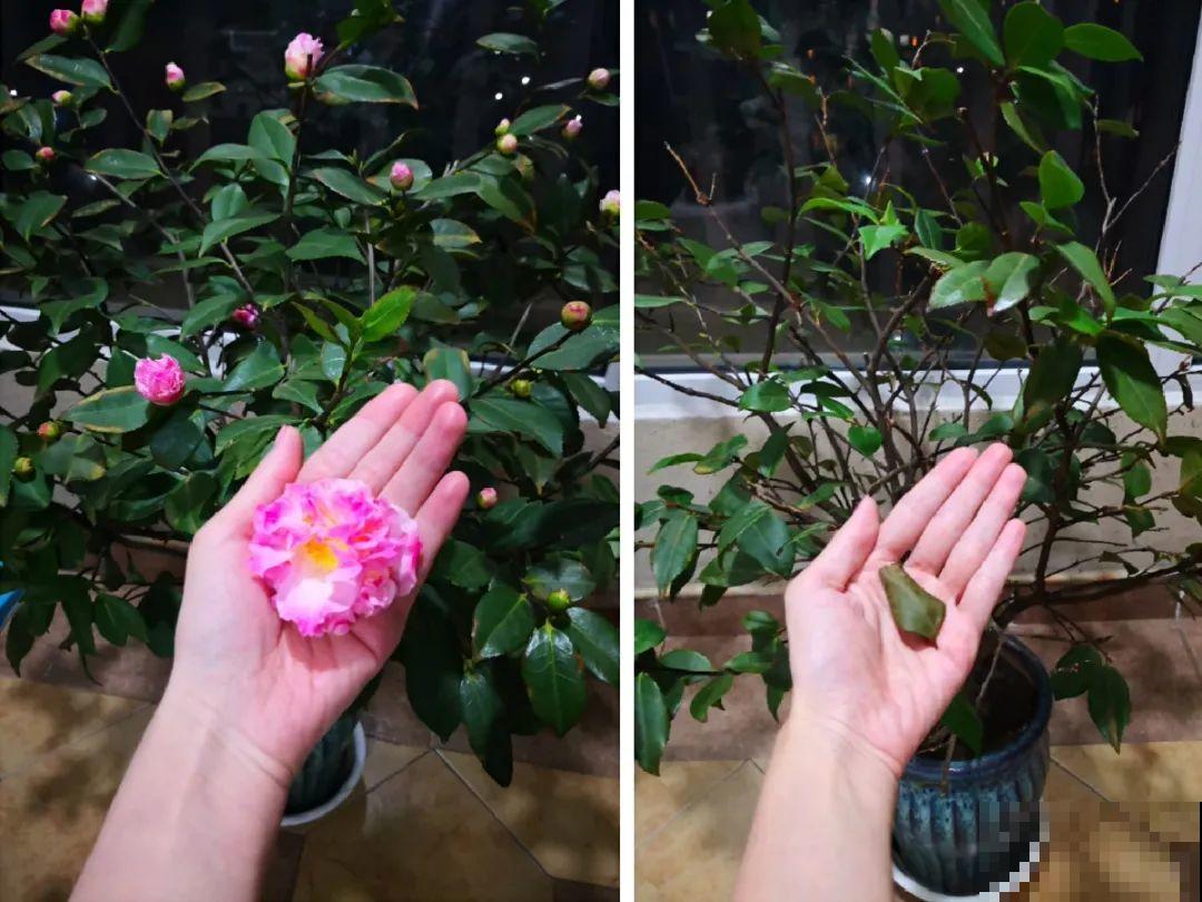 掉叶子第一名,10种花养成光杆,竟然还活着! 掉叶子第一名,10种花养成光杆,竟然还活着!