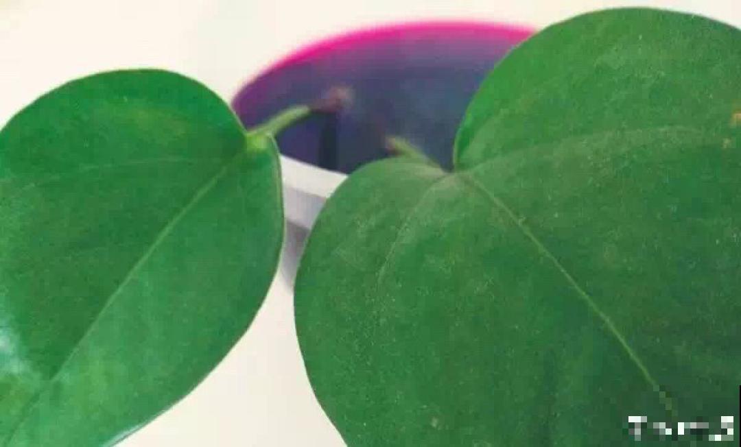 冬天扦插，只用一张塑料薄膜，就能长出小嫩芽