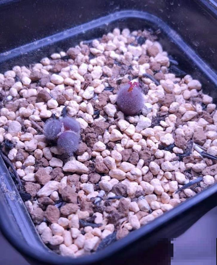 这种“小家伙”叫毛肉锥，毛茸茸，圆鼓鼓，比河豚还“霸气”！