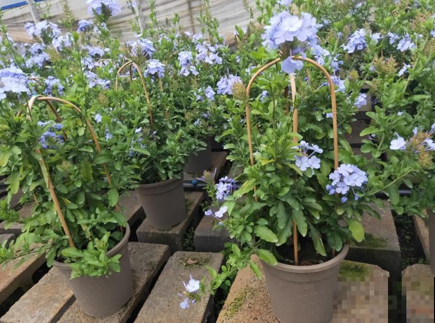 缓释肥要这么用,注意这3点,蹭蹭爆盆! 缓释肥要这么用,注意这3点,蹭蹭爆盆!