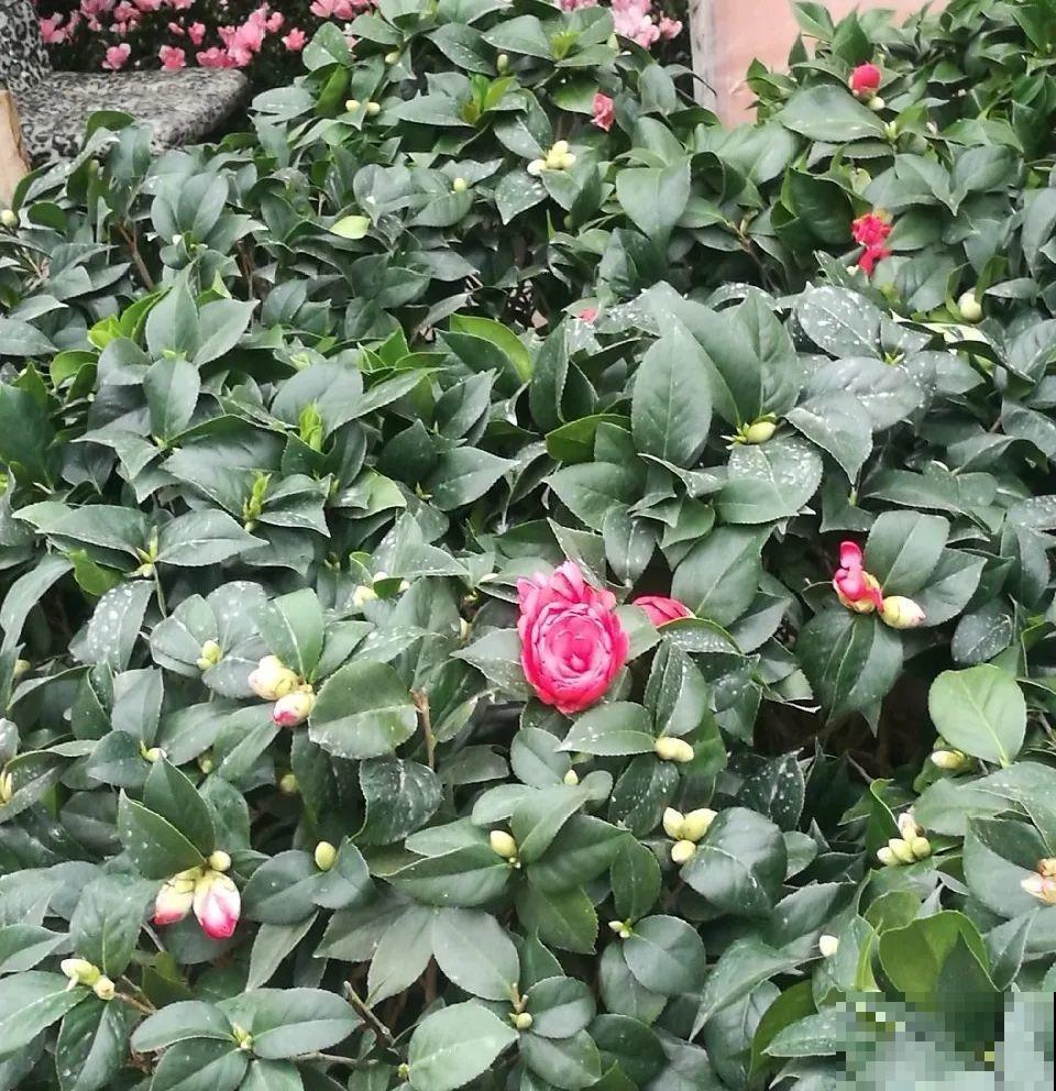 秋天特难养的花，养不活难受，还惹一肚子气！