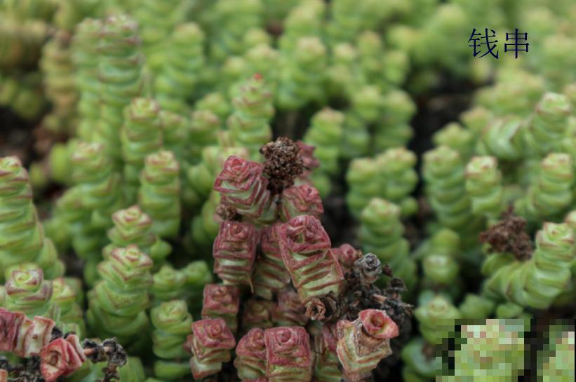 小米星和钱串长得像,4点细节可以区分,不再搞混! 小米星和钱串长得像,4点细节可以区分,不再搞混!