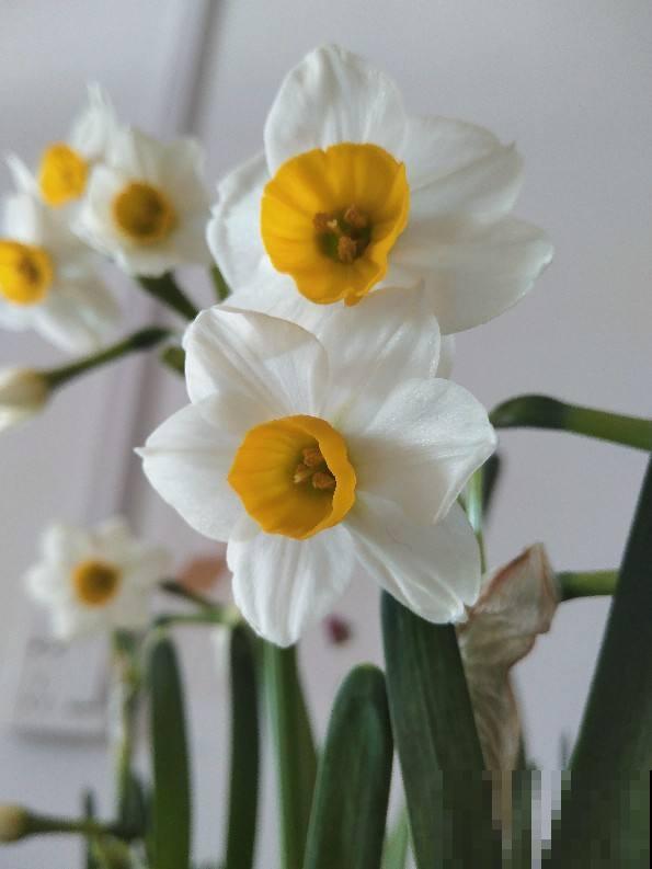 冬天养这5种花,越冷越开花,适合室内养护 冬天养这5种花,越冷越开花,适合室内养护