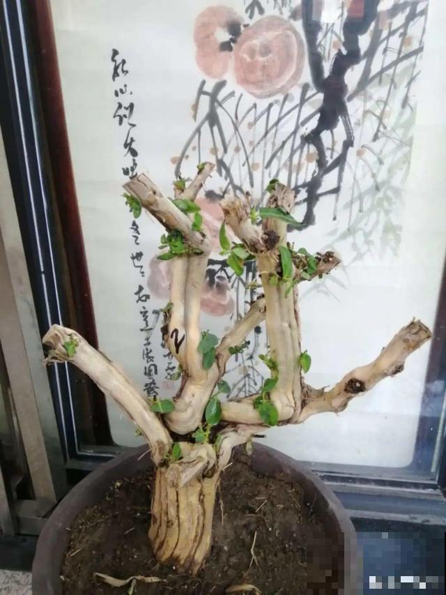 不长叶不长枝的花别买，都是骗人的，养不活浪费钱