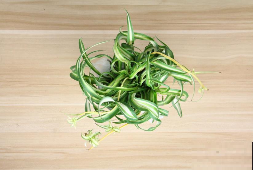 家里养盆卷叶吊兰,叶片卷曲似法国女郎,太迷人! 家里养盆卷叶吊兰,叶片卷曲似法国女郎,太迷人!