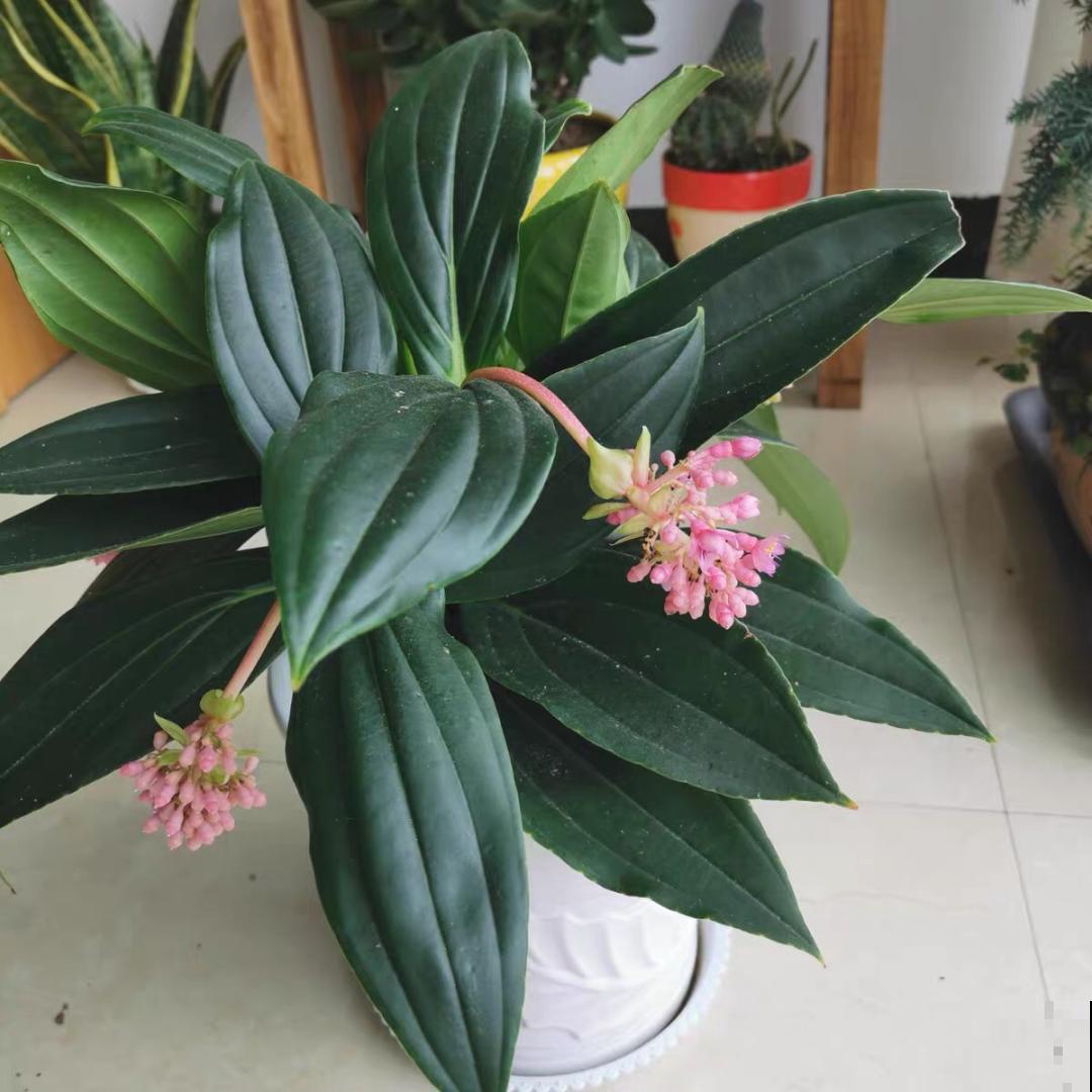 8种贵花，一盆好几百，有钱了一定要买一盆！