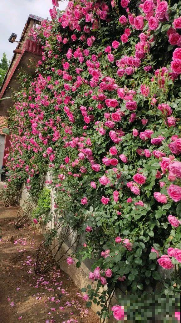 大螃蟹做花肥,秋天大补,花吃完就疯长了! 大螃蟹做花肥,秋天大补,花吃完就疯长了!